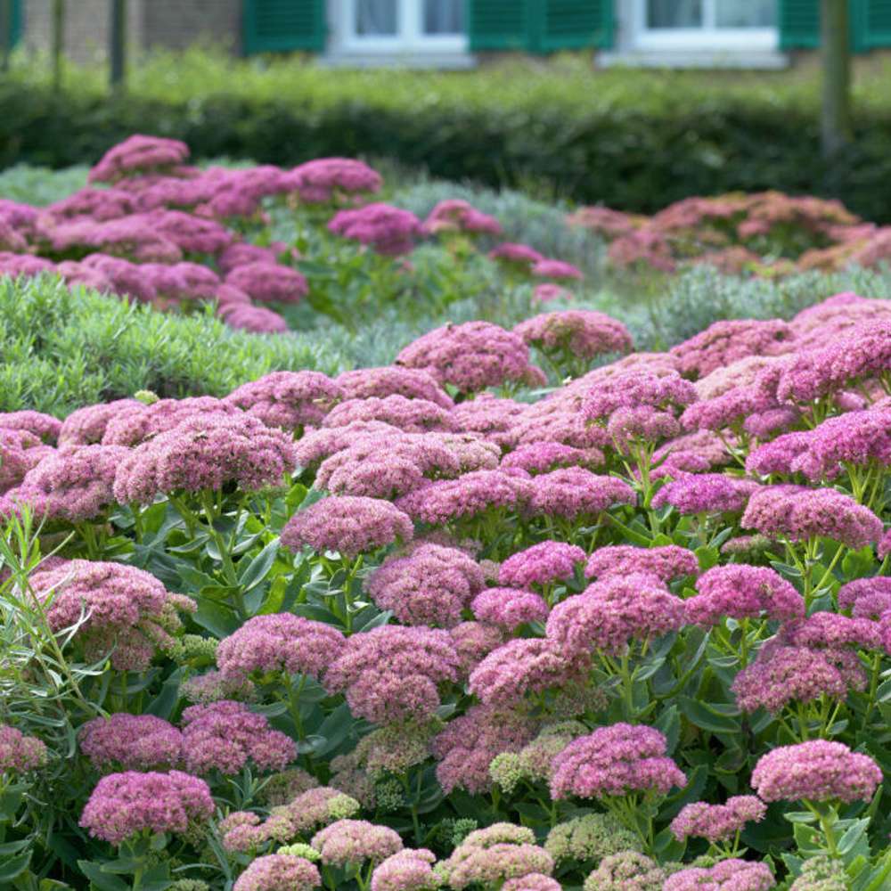 Sankthansurt 'Herbstfreude' (Sedum)